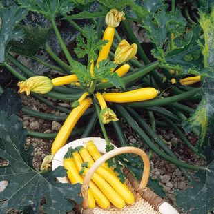 香蕉西葫芦种子黄色黄黑皮水果四季 春季 高产蔬菜种孑种籽 秋冬季