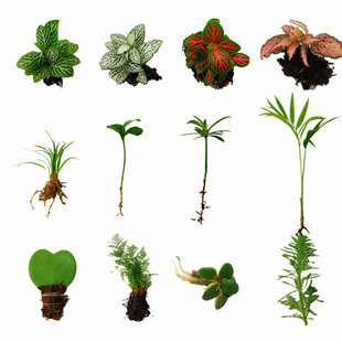 网纹草单颗植物鲜活绿植生态缸水陆缸造景蕨类 苔藓微景观DIY材料