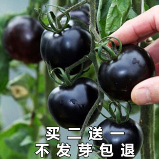 盆栽黑珍珠番茄种子黑宝石樱桃黑番茄黑美人水果迷你番茄种籽 四季