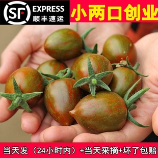 包邮 顺丰山东潍坊迷彩小番茄超甜新鲜圣女果小西红柿千禧生吃水果