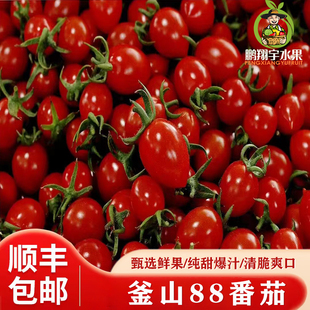正宗山东釜山88玲珑小番茄新鲜番茄小西红柿当季 包邮 水果 顺丰