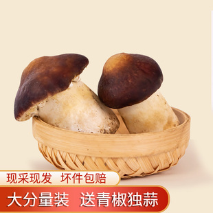 新鲜姬松茸 云南特产巴西蘑菇鲜菌菇 素炒鲜菌包 炖汤