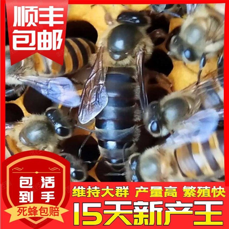 意蜂蜂王b 产卵生 意蜂王种王意蜂蜂王新 生产 意蜂蜜型高产蜂f王