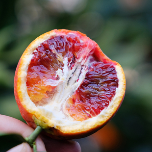 顺丰 富含花青素 玫瑰香味橙子 秭归产区 塔罗科血橙 一年一次