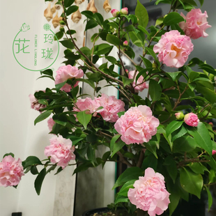 粉色香妃山茶花盆栽树苗年宵花卉植物室内庭院四季 好养带花苞浓香