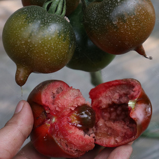 紫桃番茄种子黑樱桃西红柿四季 阳台盆栽蔬菜种籽圣女果春季 秋冬季