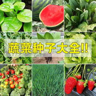 阳台蔬菜水果种子番茄草莓羊角蜜辣椒茄子青菜高产种子大全 四季