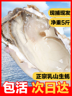 乳山生蚝鲜活特大10斤带箱烧烤牡蛎商用即食刺身海蛎子老姜家