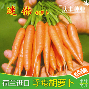 春播盆栽萝卜种籽 荷兰进口迷你胡萝卜种子水果儿童拇指手四秋冬季