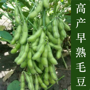 青食毛豆种子青豆 早熟大粒 家庭盆栽庭院易种 五谷杂粮蔬菜种子