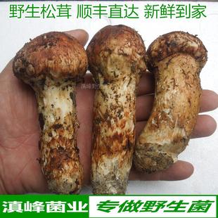 新鲜野生松茸菌冰鲜冷冻云南香格里拉特产野山菌蘑菇出口级500克