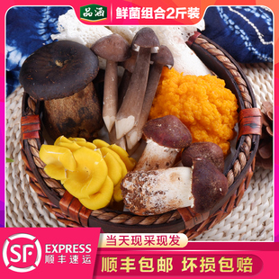 现货 姬松茸 新鲜云南特产食用菌菇火锅组合2斤竹荪鸡枞牛肝菌
