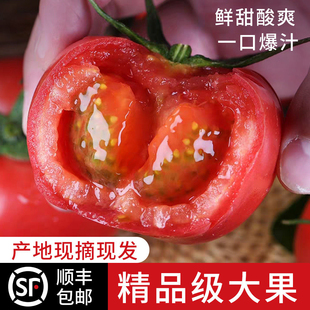 顺丰 陕西泾阳普罗旺斯水果西红柿生吃沙瓤番茄洋柿子 包邮