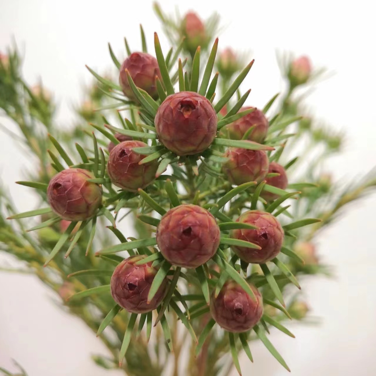 澳洲郁金香红宝石鲜花家庭插花花材可做干花