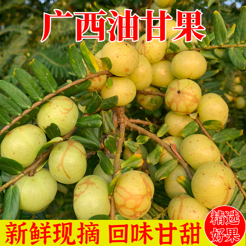水果滇橄榄果油柑果 广西灵山特产新鲜油甘果牛甘果余甘果现摘当季