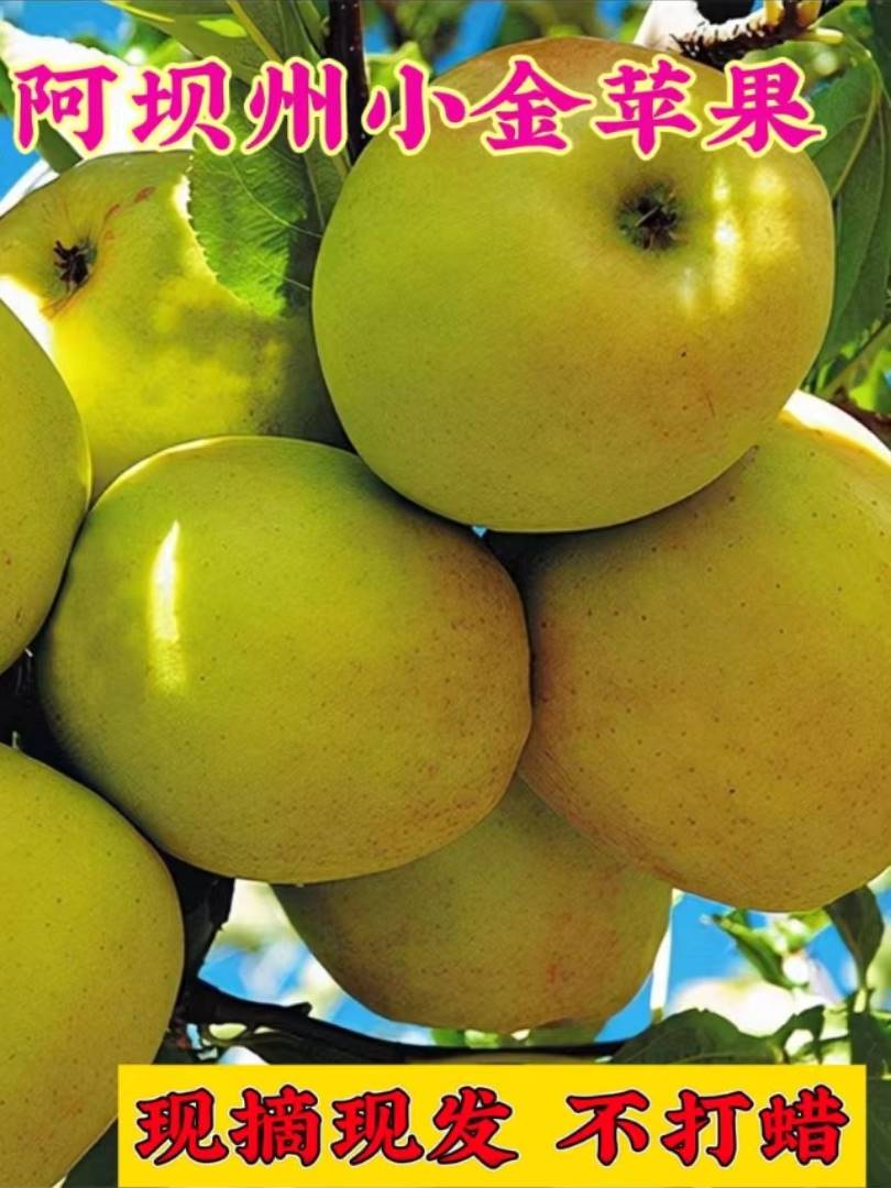 正宗四川小金苹果阿坝州高原青苹果大果新鲜酸脆甜孕妇水果应季