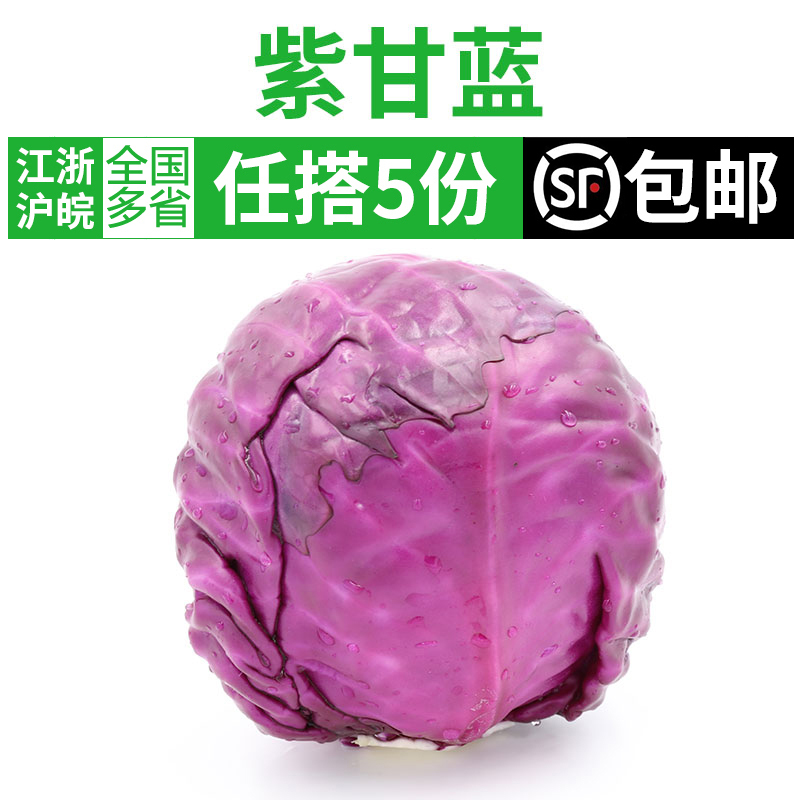 新鲜紫甘蓝650g 紫包菜紫色球生菜红椰菜西餐蔬菜沙拉食材5件 包邮