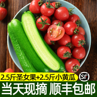 新鲜青瓜樱桃小番茄西红柿子生吃5斤3 包邮 圣女果水果小黄瓜顺丰