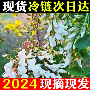 2024年现采新鲜洋槐花食用农产品时令野生纯天然蔬菜杨槐树花骨朵