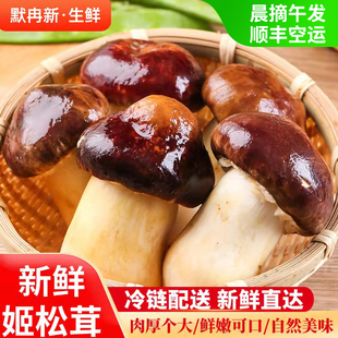 赤松茸食用菌蘑菇非香格里拉松茸 新鲜姬松茸1斤当季 包邮 现货