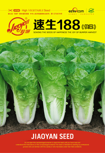 菜园蔬菜种孑 小白菜种籽苗春秋冬季 速生188快菜种子小白菜籽四季