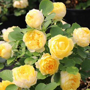 维特园艺 月季 花苗 微月 金丝雀 黄色大花香味适合阳台盆栽玫瑰