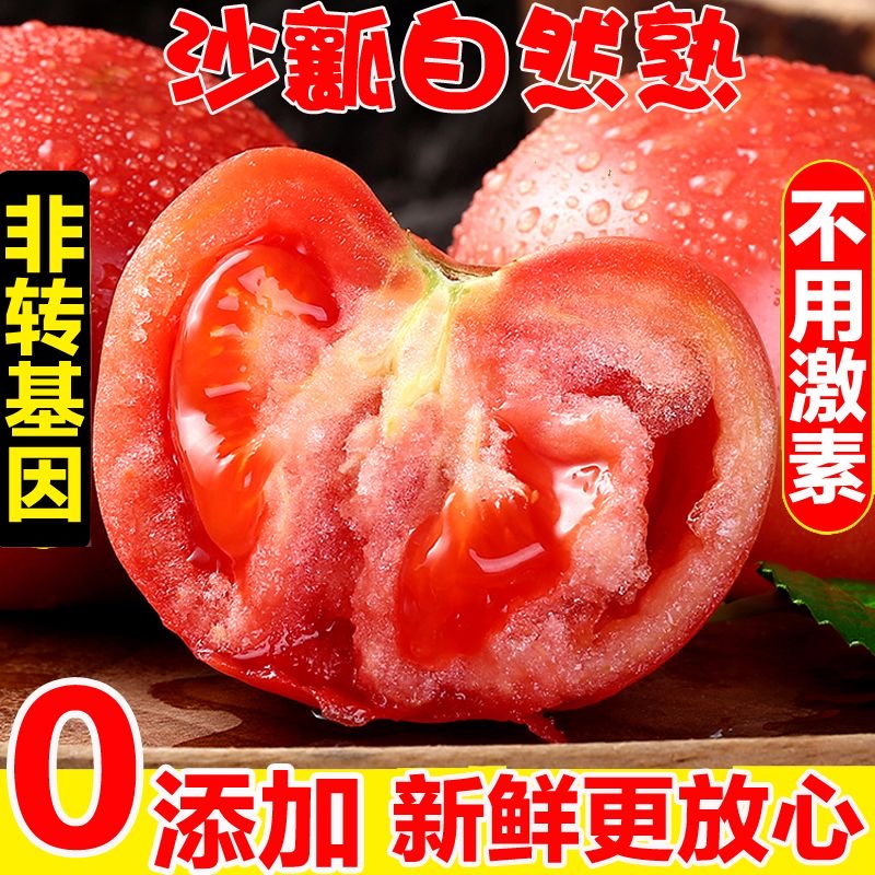 山东普罗旺斯西红柿新鲜蔬菜水果自然熟老品种沙瓤 普通快递