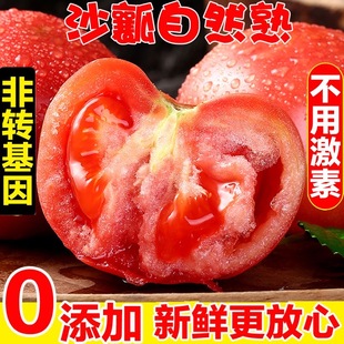 山东普罗旺斯西红柿新鲜蔬菜水果自然熟老品种沙瓤 普通快递