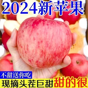 正宗陕西洛川苹果水果新鲜当季 整箱一级红富士冰糖心脆甜10斤 包邮