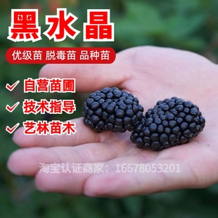 黑水晶树莓苗黑莓浆果树苗南北方种植红黄树莓苗盆栽地栽当年结果