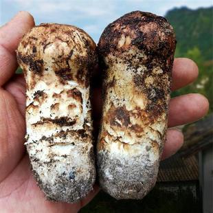 松茸新鲜香格里拉特级新鲜蘑菇云南野生菌现货出口级野生鲜松茸菌