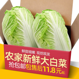 东北农家翡翠大白菜5斤新鲜蔬菜大白菜火锅蔬菜农家自种胶东 包邮