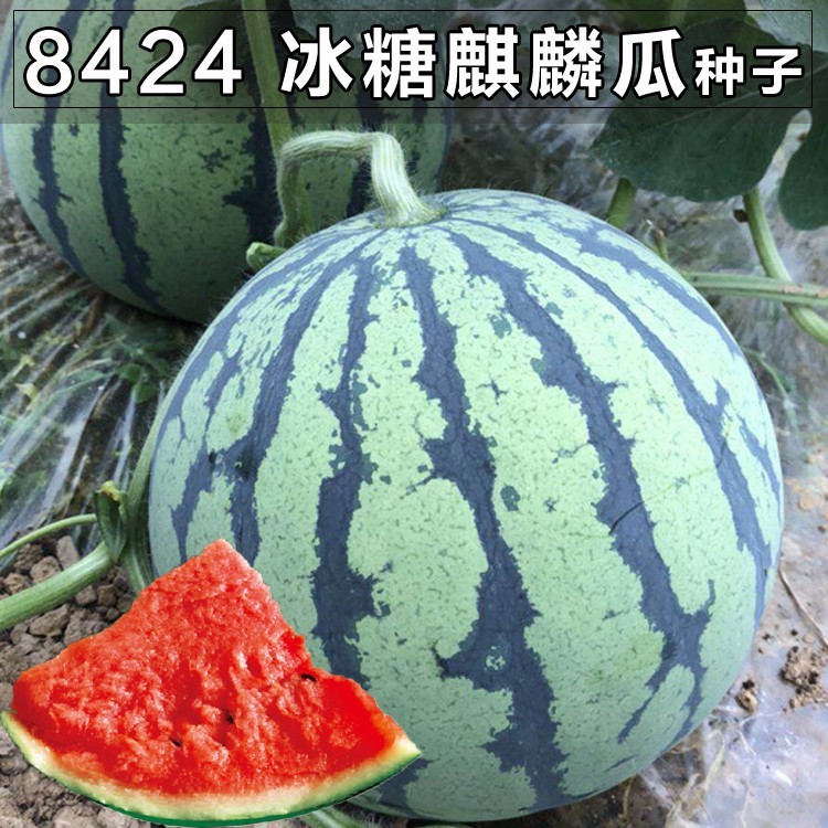 盆栽水果种孑 8424麒麟无籽西瓜种子籽特大高产巨型甜王薄皮小四季