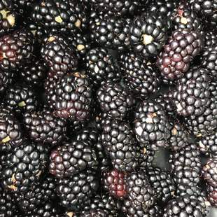 四季 开花无刺果子大黑莓实心新品 结果黑莓树莓带土 种双季