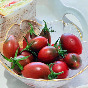 福建紫弹头圣女果新鲜小番茄西红柿露天种植水果3 5斤顺丰 包邮