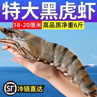 黑虎虾超大鲜活冷冻新鲜大虾海鲜水产斑节虾对虾九节虾特大老虎虾