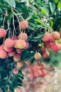 玉潭蜜荔2023年当季 海南火山口岩纯甜品种水果顺丰 荔枝新鲜 包邮