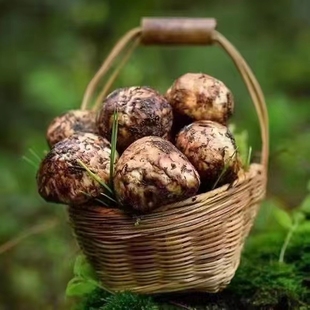 顺丰包 蘑菇 生态 精品松茸 高山高海拔 2022年香菇里拉新鲜松茸
