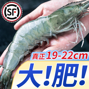 青岛大虾鲜活超大海鲜冷冻水产新鲜虾类鲜虾基围虾白虾青虾海虾