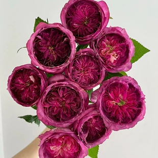 盆栽植物 花苗戴尔巴德大花浓香玫瑰开花紫色花卉四季 蓝莓蛋糕月季