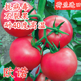 欧诺 包邮 番茄种子进口耐热西红柿种籽抗病毒抗高温不裂果大果高产
