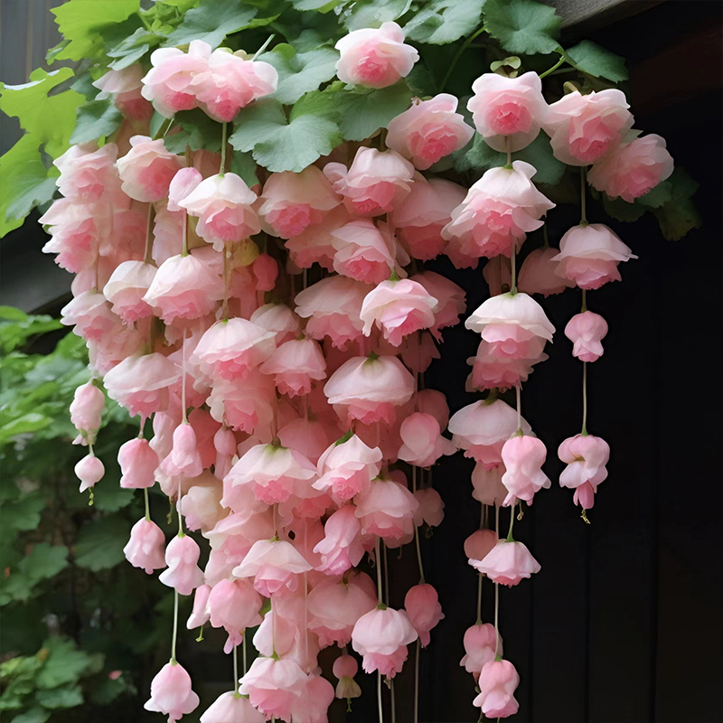 种开播种开花室内室外植物 厂家垂丝海棠花种籽子爬藤植物易活四季