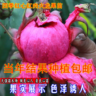 四季 红心红肉火龙果苗白心白肉火龙果树苗盆栽当年结果种植 包邮