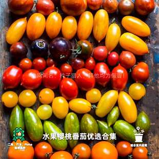 传家宝番茄种子樱桃合集台湾农友千禧金珠盆栽蔬果西红柿室内迷你