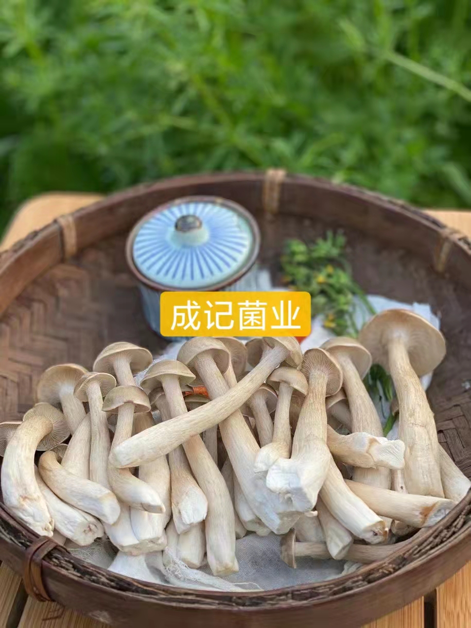 新鲜鹿茸菇 农庄特色食材 新鲜菌菇顺丰到家 一件约五斤装