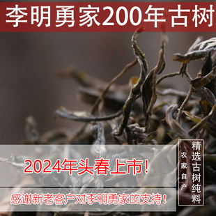 古树200年古树散纯料大叶普洱生茶500克 2024头春仅剩50斤