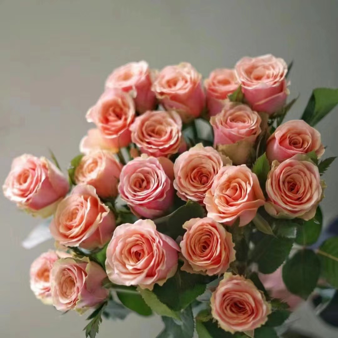 玫瑰鲜花鲜切水养真花室内插花家庭装 包邮 饰昆明直 满2件顺丰