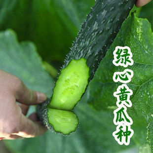 秋蔬菜水果孑子菜籽籽种秋 高产绿心黄瓜种子种籽苗秧大全耐热夏季