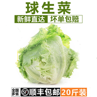 球生菜20斤汉堡火锅用新鲜蔬菜西餐健身轻食沙拉食材球形圆西生菜
