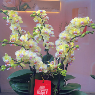 精品蝴蝶兰室内客厅办公室高端花卉 拍3 8棵送陶瓷盆 金凤凰